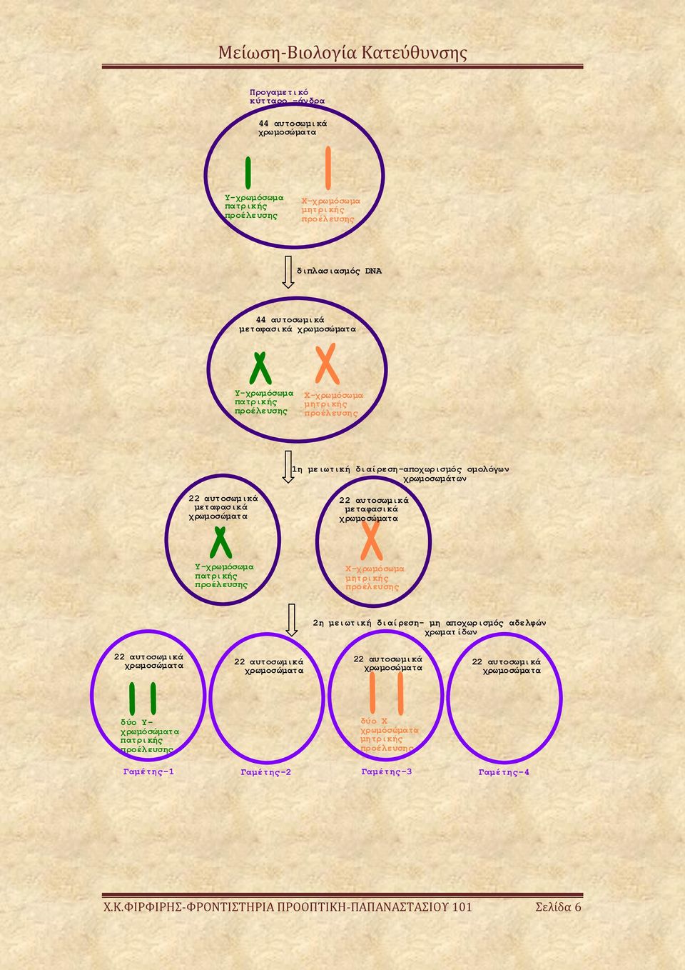 δύο Y- χρωμόσώματα δύο Χ χρωμόσώματα Γαμέτης-3