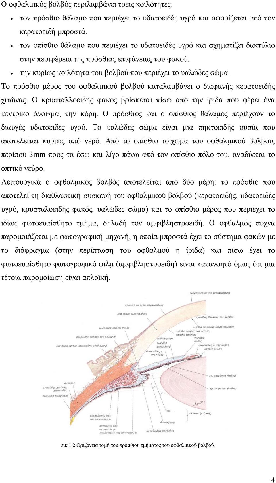 Το πρόσθιο µέρος του οφθαλµικού βολβού καταλαµβάνει ο διαφανής κερατοειδής χιτώνας. Ο κρυσταλλοειδής φακός βρίσκεται πίσω από την ίριδα που φέρει ένα κεντρικό άνοιγµα, την κόρη.