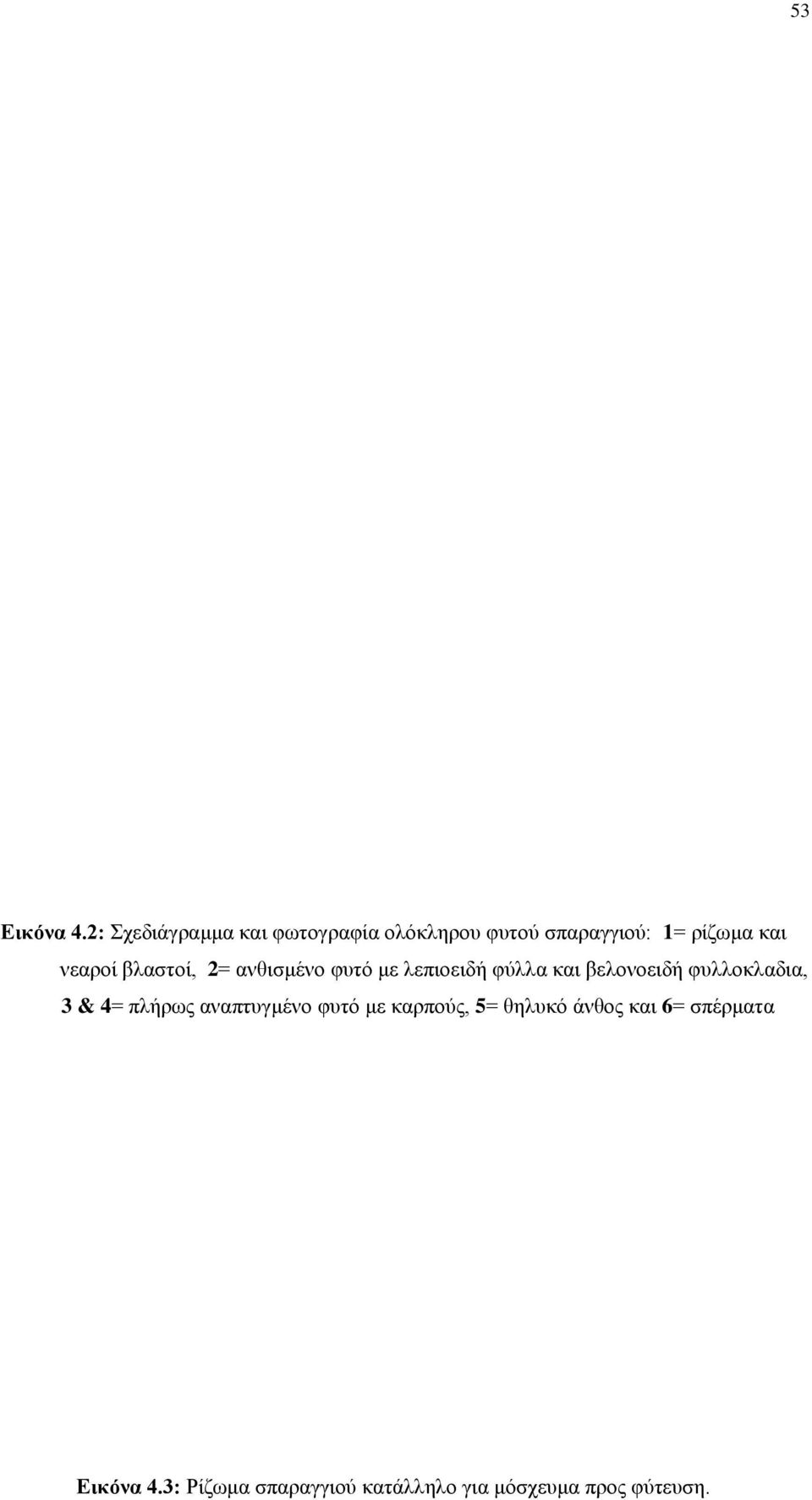 νεαροί βλαστοί, 2= ανθισμένο φυτό με λεπιοειδή φύλλα και βελονοειδή