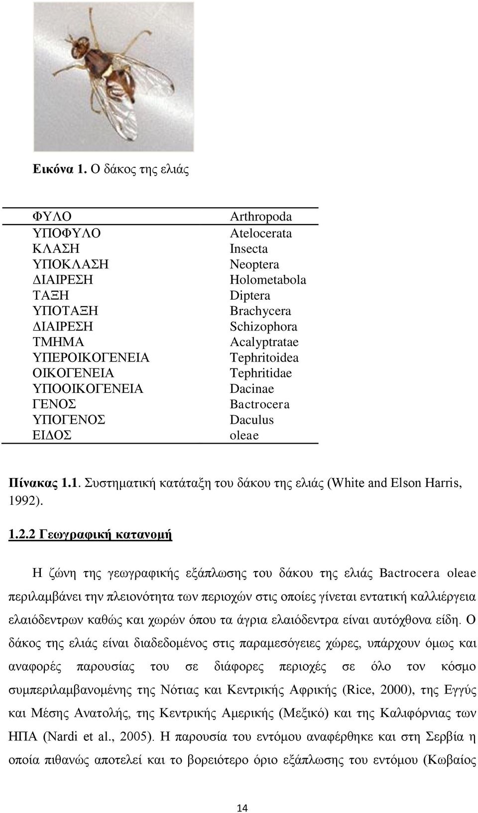 Diptera Brachycera Schizophora Acalyptratae Tephritoidea Tephritidae Dacinae Bactrocera Daculus oleae Πίνακας 1.1. Συστηματική κατάταξη του δάκου της ελιάς (White and Elson Harris, 1992)