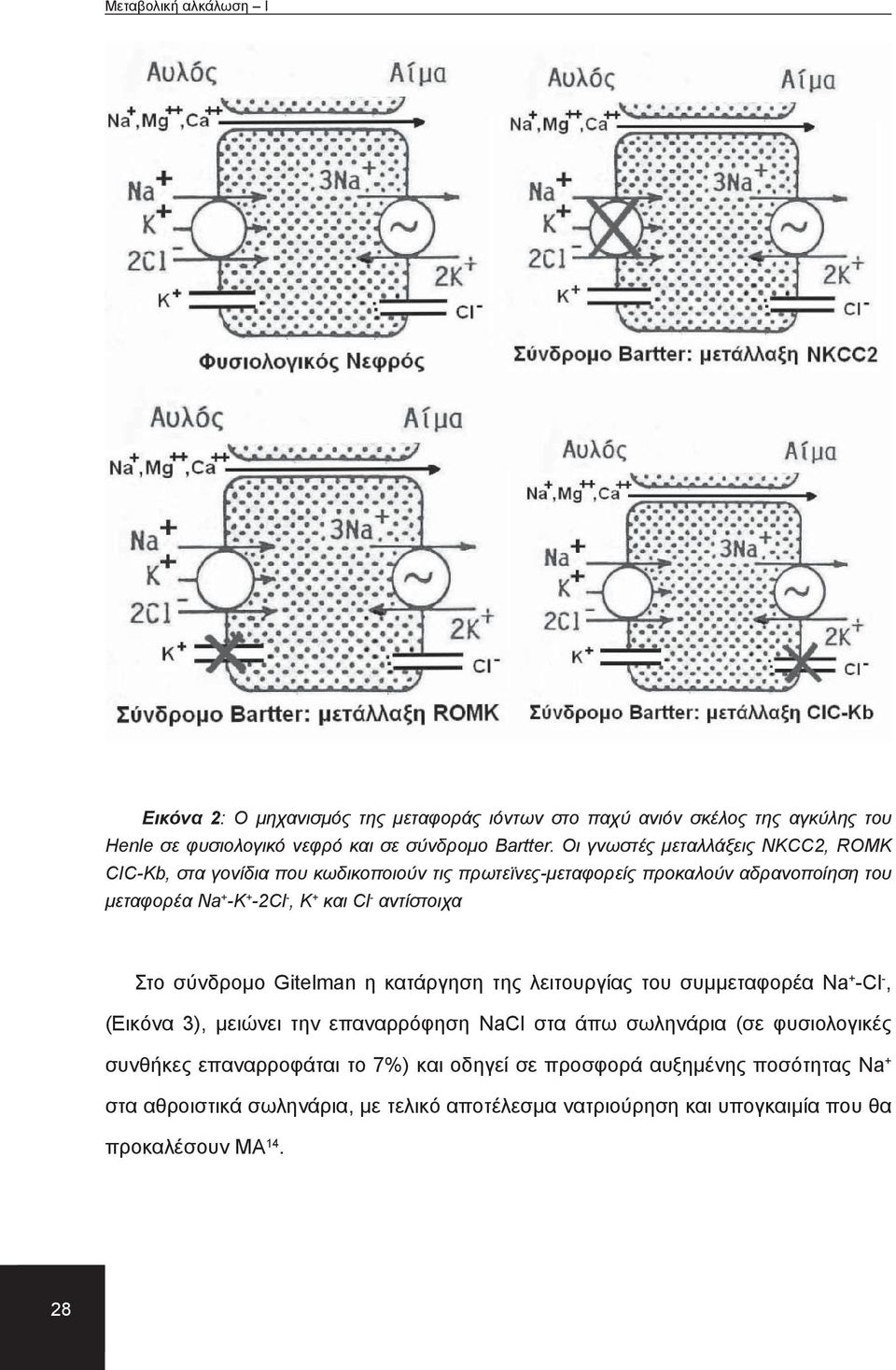 αντίστοιχα Στο σύνδρομο Gitelman η κατάργηση της λειτουργίας του συμμεταφορέα Na + Cl, (Εικόνα 3), μειώνει την επαναρρόφηση NaCl στα άπω σωληνάρια (σε