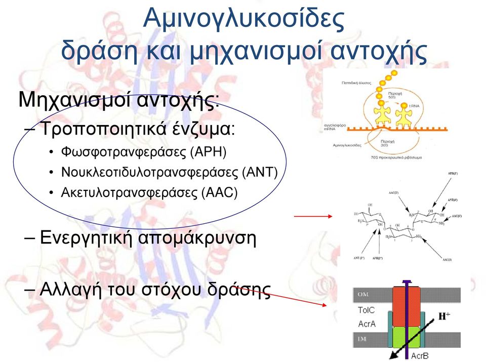 Φωσφοτρανφεράσες (APH) Νουκλεοτιδυλοτρανσφεράσες