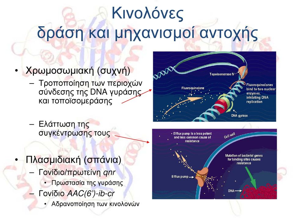 τοποϊσομεράσης Ελάττωση της συγκέντρωσης τους Πλασμιδιακή (σπάνια)