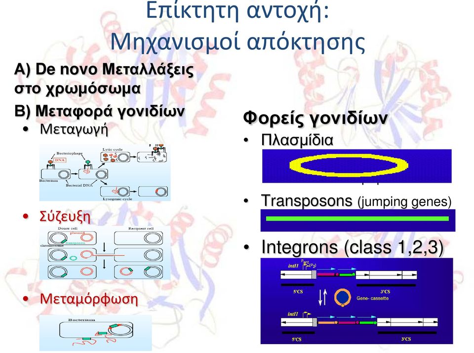 Transposons (jumping genes) Μεταθετά DNA στοιχεία Integrons (class 1,2,3) Έχει συγκεκριμένη δομή