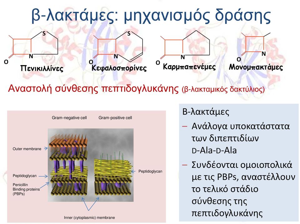 Gram-negative cell Inner (cytoplasmic) membrane Gram-positive cell Peptidoglycan Β-λακτάμες Ανάλογα υποκατάστατα