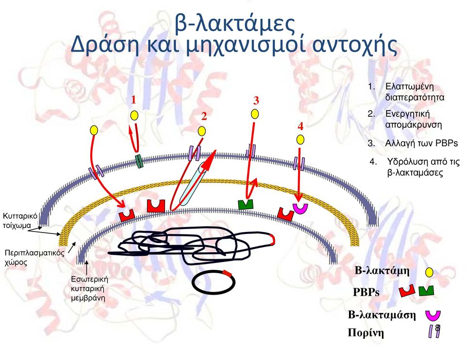 Αλλαγή των PBPs 4.