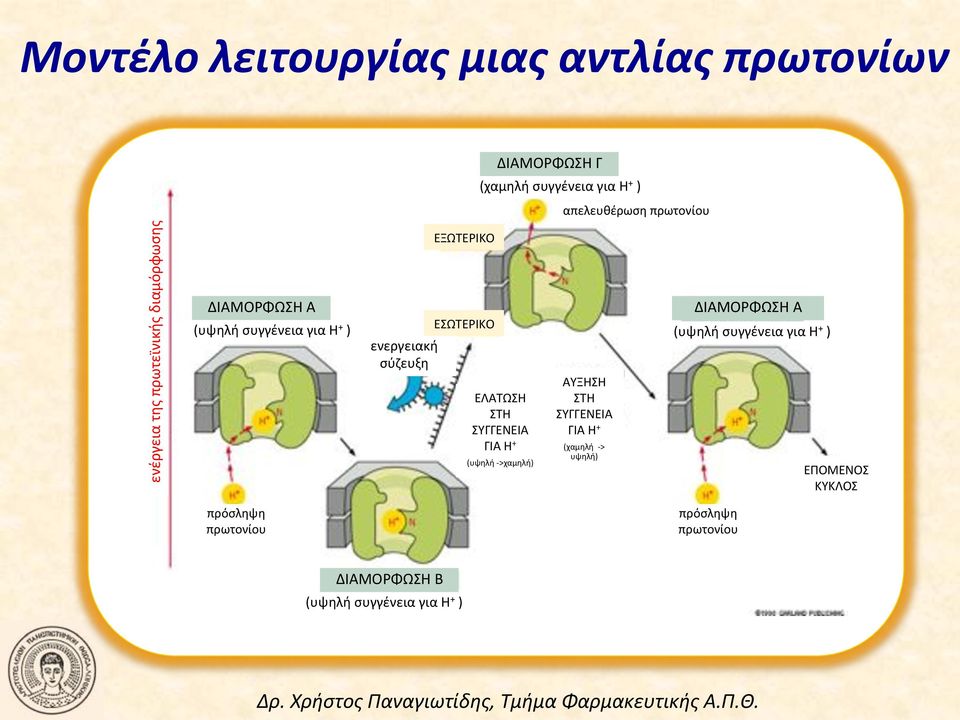 χαμηλή! ΕΛΑΤΩΣΗ! ΣΤΗ! ΣΥΓΓΕΝΕΙΑ! ΓΙΑ!Η +! (υψηλή!n>χαμηλή)! απελευθέρωση!πρωτονίου! ΑΥΞΗΣΗ! ΣΤΗ! ΣΥΓΓΕΝΕΙΑ! ΓΙΑ!Η +! (χαμηλή!