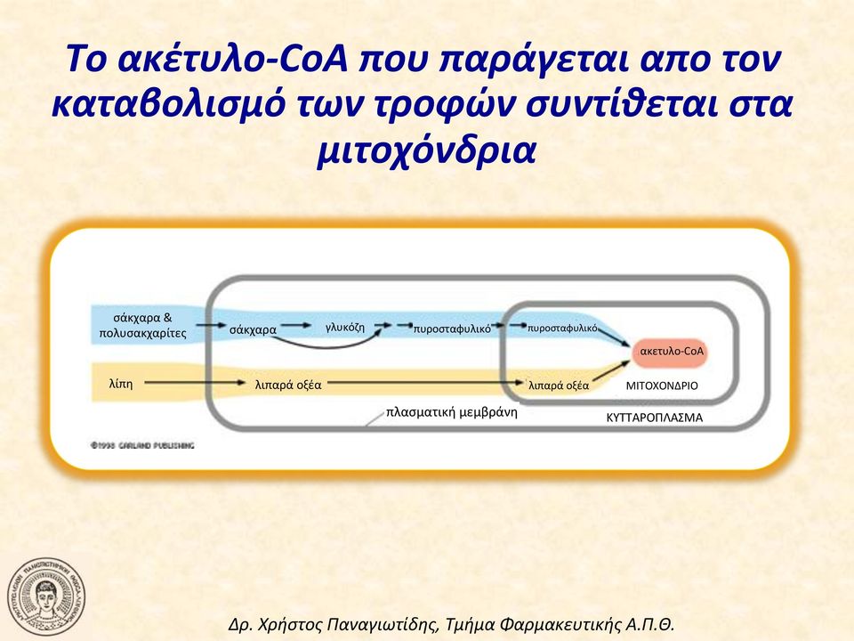 πολυσακχαρίτες! σάκχαρα! γλυκόζη! πυροσταφυλικό! πυροσταφυλικό! ακετυλοncoa!