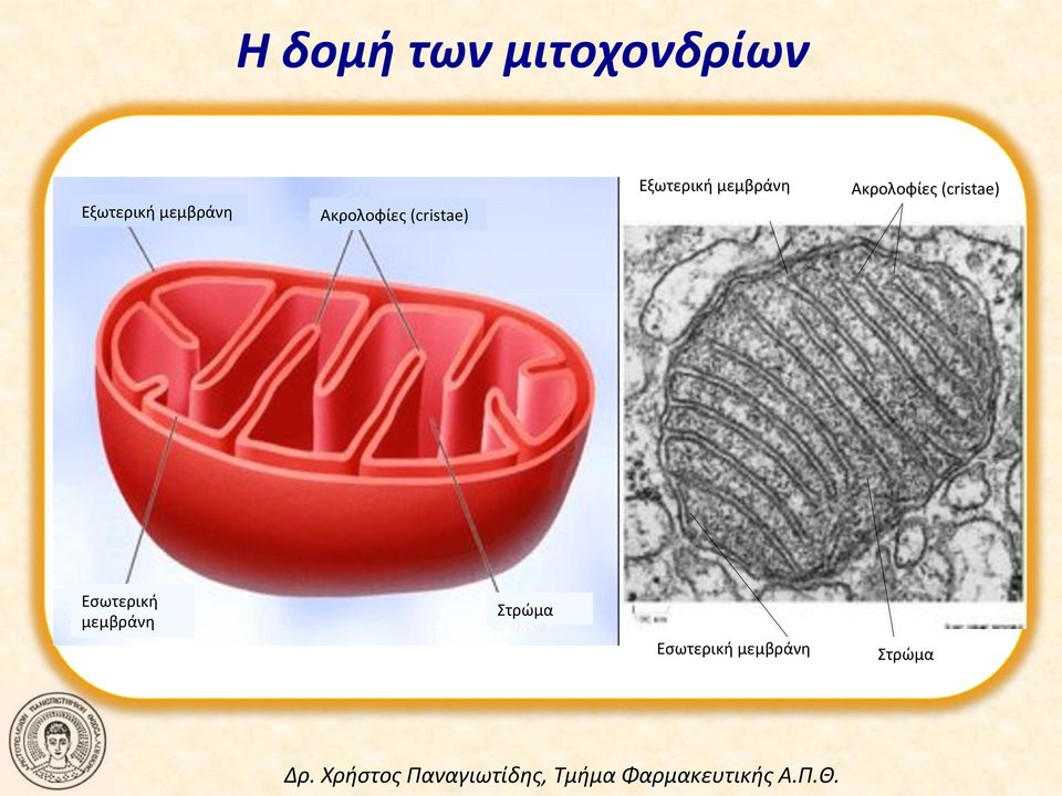 μεμβράνη! Ακρολοφίες!(cristae)! Εσωτερική!