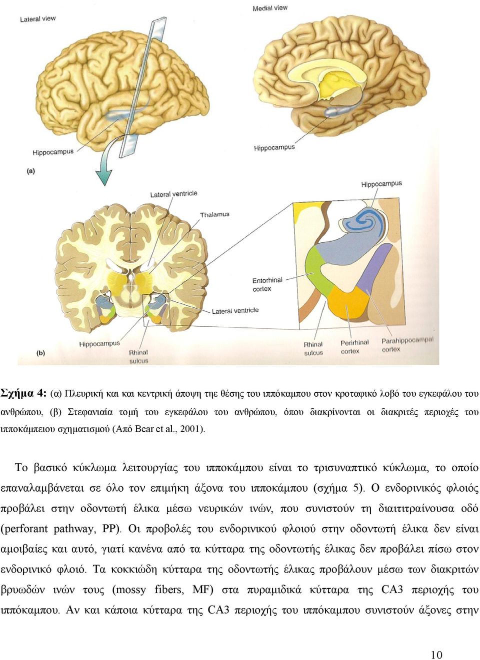 Το βασικό κύκλωμα λειτουργίας του ιπποκάμπου είναι το τρισυναπτικό κύκλωμα, το οποίο επαναλαμβάνεται σε όλο τον επιμήκη άξονα του ιπποκάμπου (σχήμα 5).