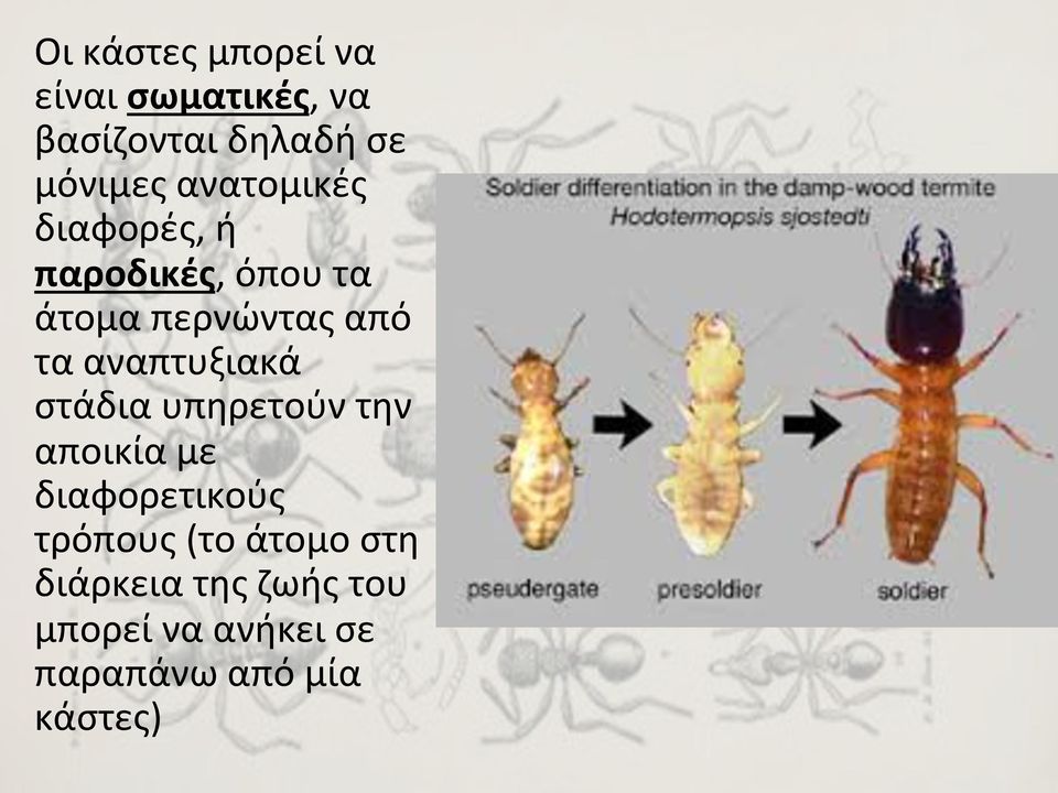 αναπτυξιακά στάδια υπηρετούν την αποικία με διαφορετικούς τρόπους (το