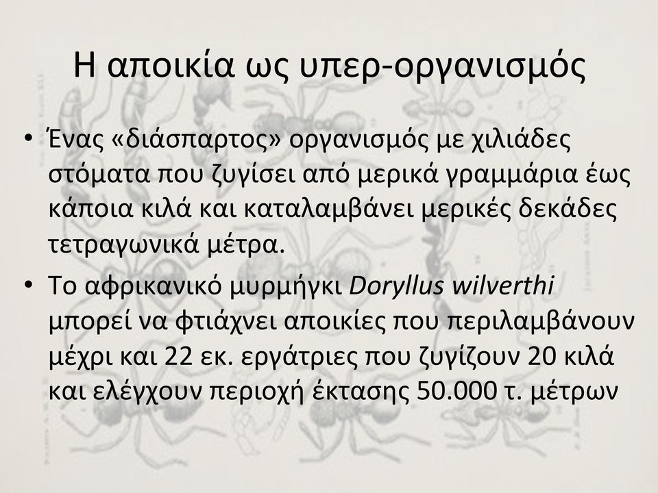 Το αφρικανικό μυρμήγκι Doryllus wilverthi μπορεί να φτιάχνει αποικίες που περιλαμβάνουν