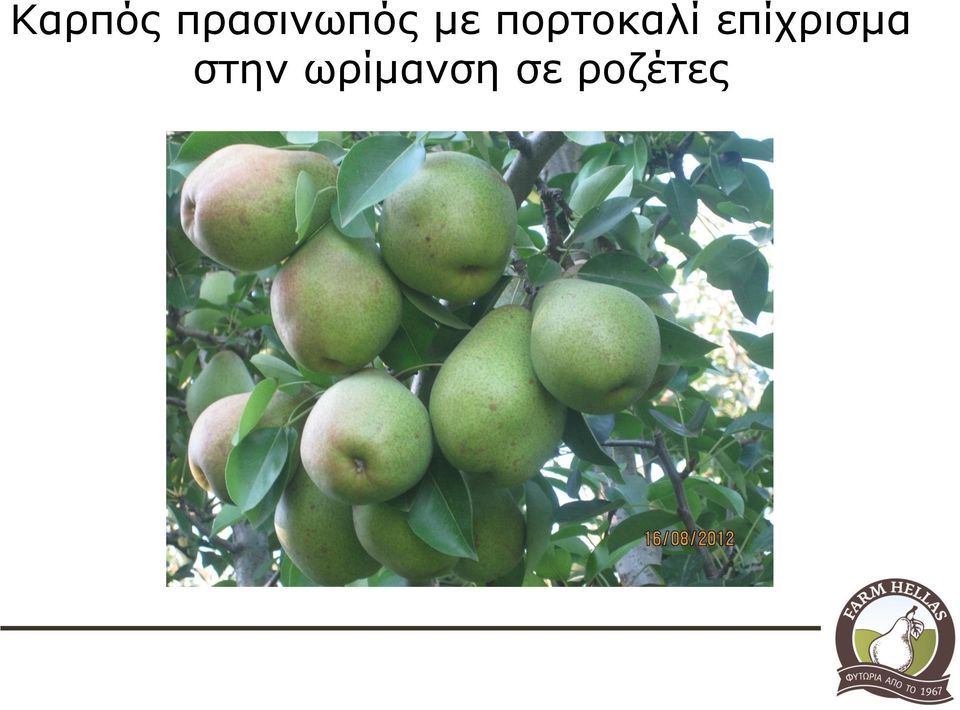 πορτοκαλί