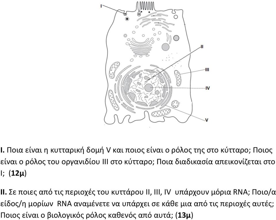 Σε ποιες από τις περιοχές του κυττάρου ΙΙ, ΙΙΙ, IV υπάρχουν μόρια RNA; Ποιο/α είδος/η μορίων