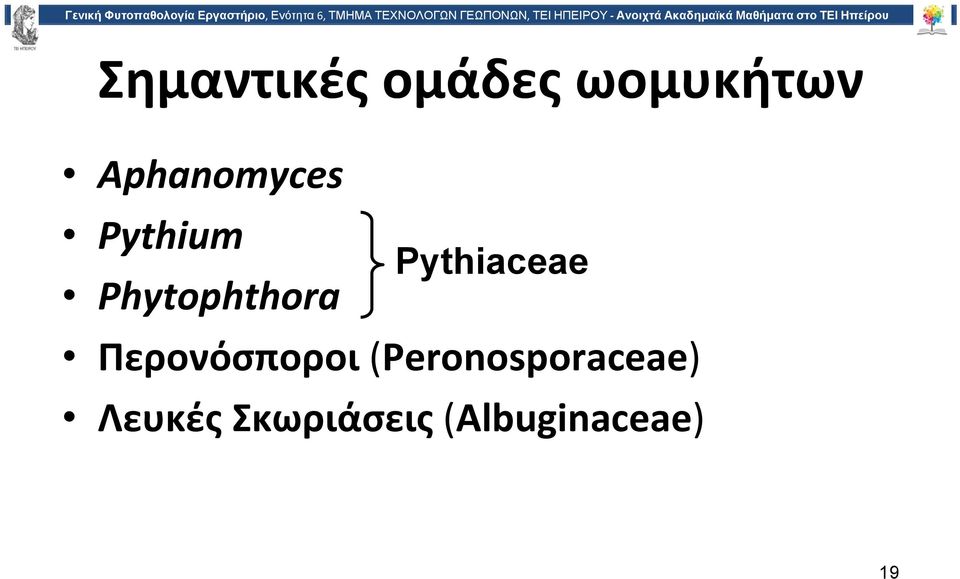 Pythiaceae Περονόσποροι