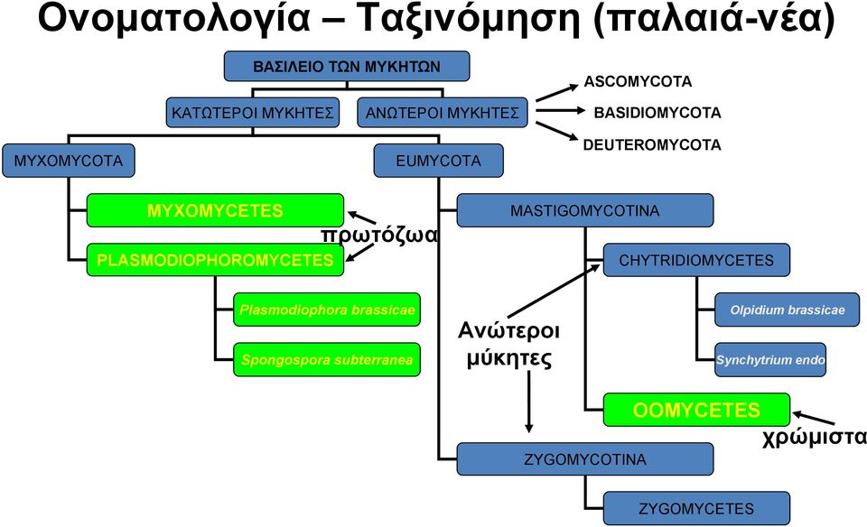 PLASMODIOPHOROMYCETES πρωτόζωα MASTIGOMYCOTINA CHYTRIDIOMYCETES Plasmodiophora brassicae