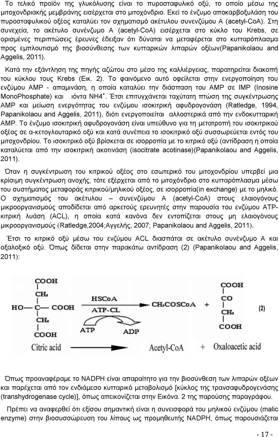 Στη συνεχεία, το ακέτυλο συνένζυμο Α (acetyl-coa) εισέρχεται στο κύκλο του Krebs, σε ορισμένες περιπτώσεις έρευνες έδειξαν ότι δύναται να μεταφέρεται στο κυτταρόπλασμα προς εμπλουτισμό της