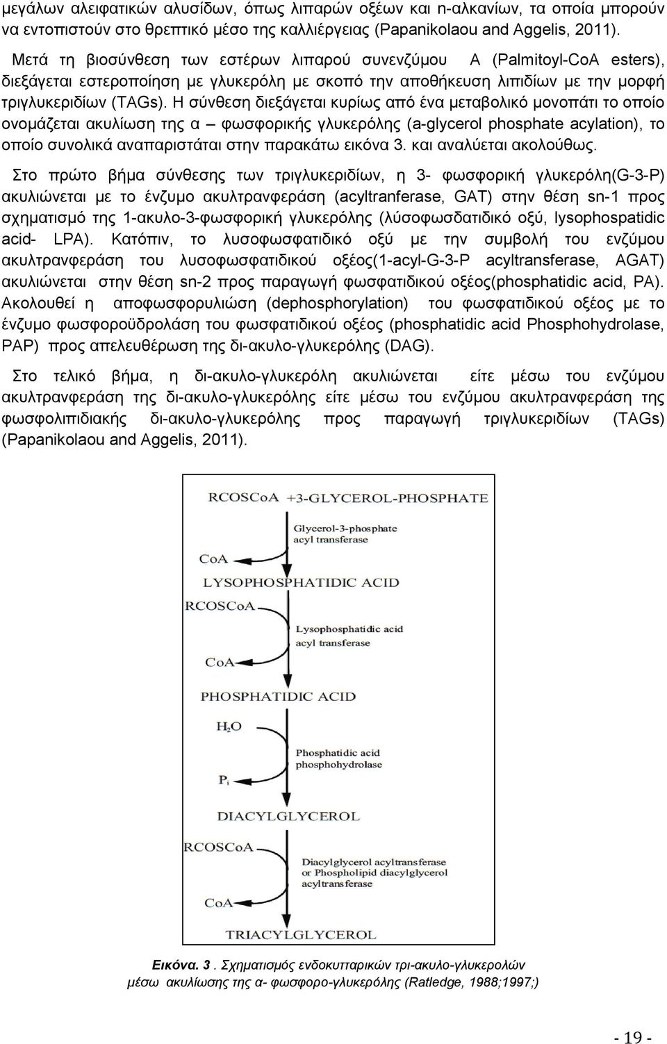 Η σύνθεση διεξάγεται κυρίως από ένα μεταβολικό μονοπάτι το οποίο ονομάζεται ακυλίωση της α φωσφορικής γλυκερόλης (a-glycerol phosphate acylation), το οποίο συνολικά αναπαριστάται στην παρακάτω εικόνα