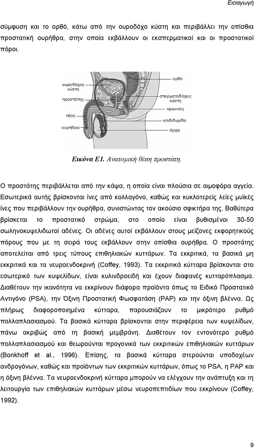 Εσωτερικά αυτής βρίσκονται ίνες από κολλαγόνο, καθώς και κυκλοτερείς λείες μυϊκές ίνες που περιβάλλουν την ουρήθρα, συνιστώντας τον ακούσιο σφικτήρα της.