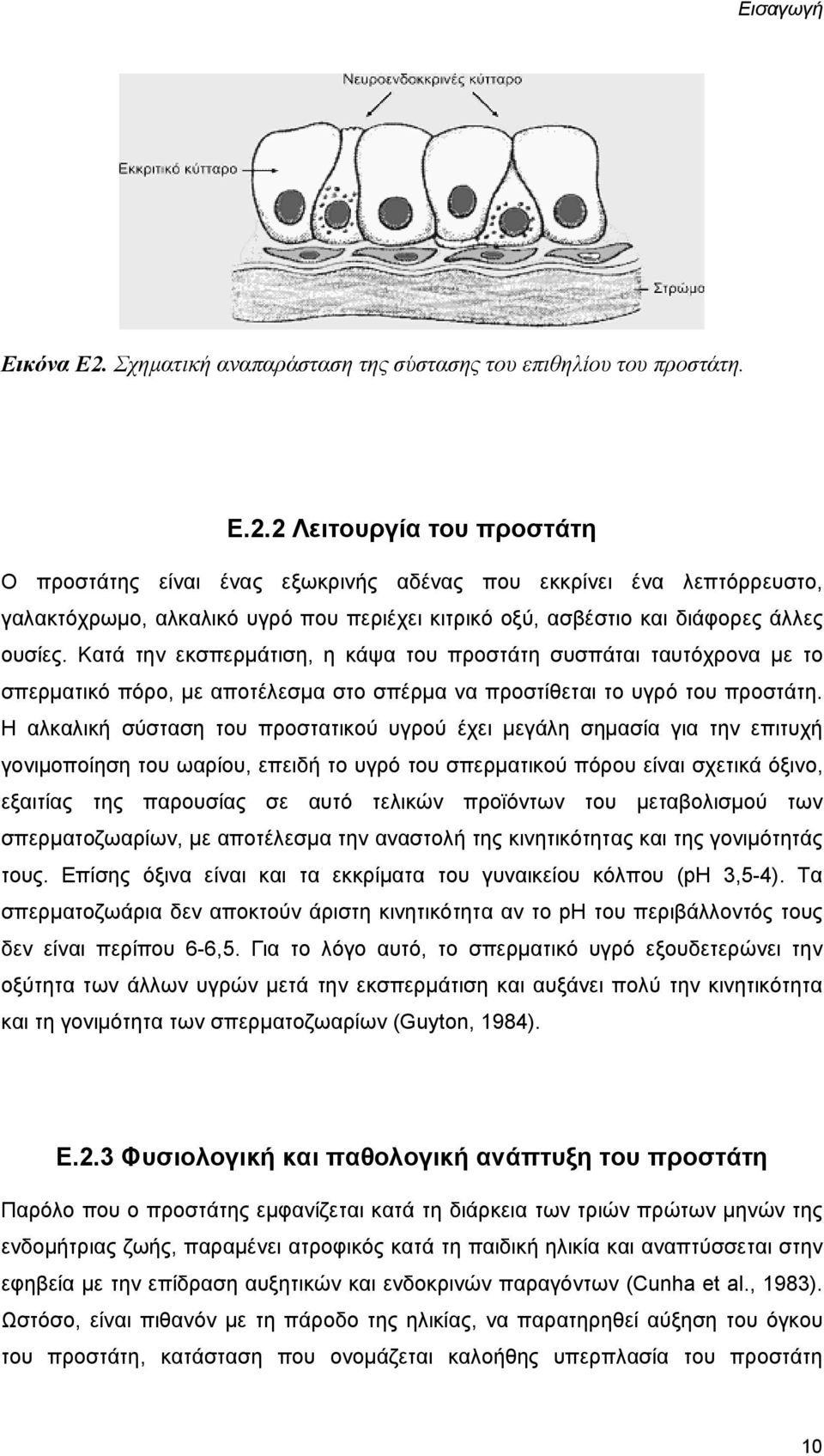 2 Λειτουργία του προστάτη Ο προστάτης είναι ένας εξωκρινής αδένας που εκκρίνει ένα λεπτόρρευστο, γαλακτόχρωμο, αλκαλικό υγρό που περιέχει κιτρικό οξύ, ασβέστιο και διάφορες άλλες ουσίες.