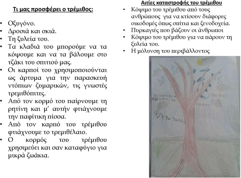 Από τον κορμό του παίρνουμε τη ρητίνη και μ αυτήν φτιάχνουμε την παφίτικη πίσσα. Από τον καρπό του τρέμιθου φτιάχνουμε το τρεμιθέλαιο.