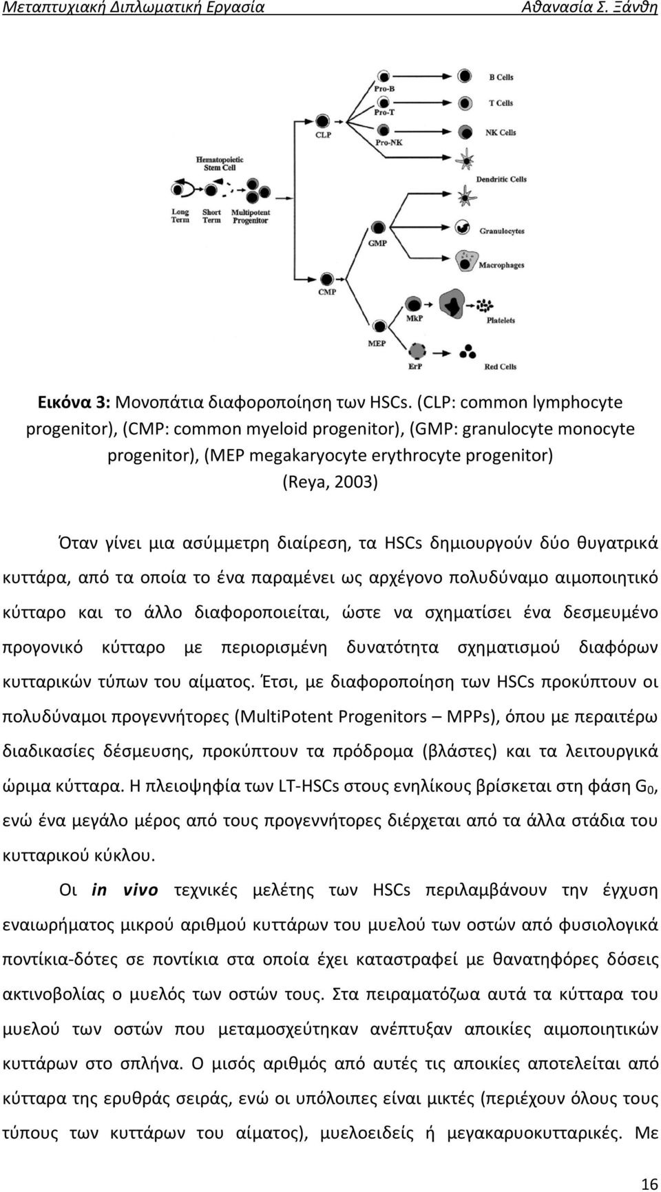 διαίρεση, τα HSCs δημιουργoύν δύο θυγατρικά κυττάρα, από τα οποία το ένα παραμένει ως αρχέγονο πολυδύναμο αιμοποιητικό κύτταρο και το άλλο διαφοροποιείται, ώστε να σχηματίσει ένα δεσμευμένο προγονικό