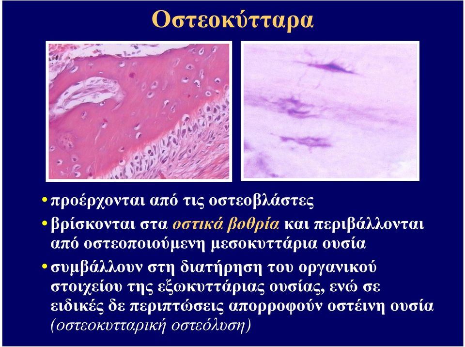 συµβάλλουν στη διατήρηση του οργανικού στοιχείου της εξωκυττάριας