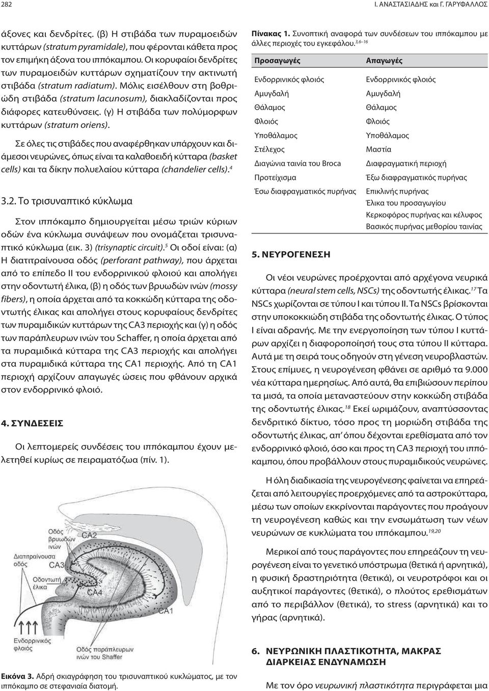 Μόλις εισέλθουν στη βοθριώδη στιβάδα (stratum lacunosum), διακλαδίζονται προς διάφορες κατευθύνσεις. (γ) Η στιβάδα των πολύμορφων κυττάρων (stratum oriens).