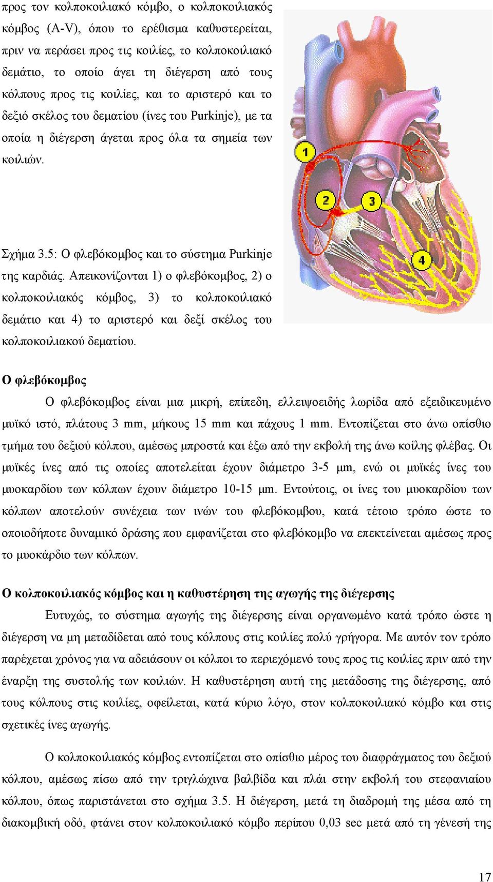 5: Ο φλεβόκομβος και το σύστημα Purkinje της καρδιάς.