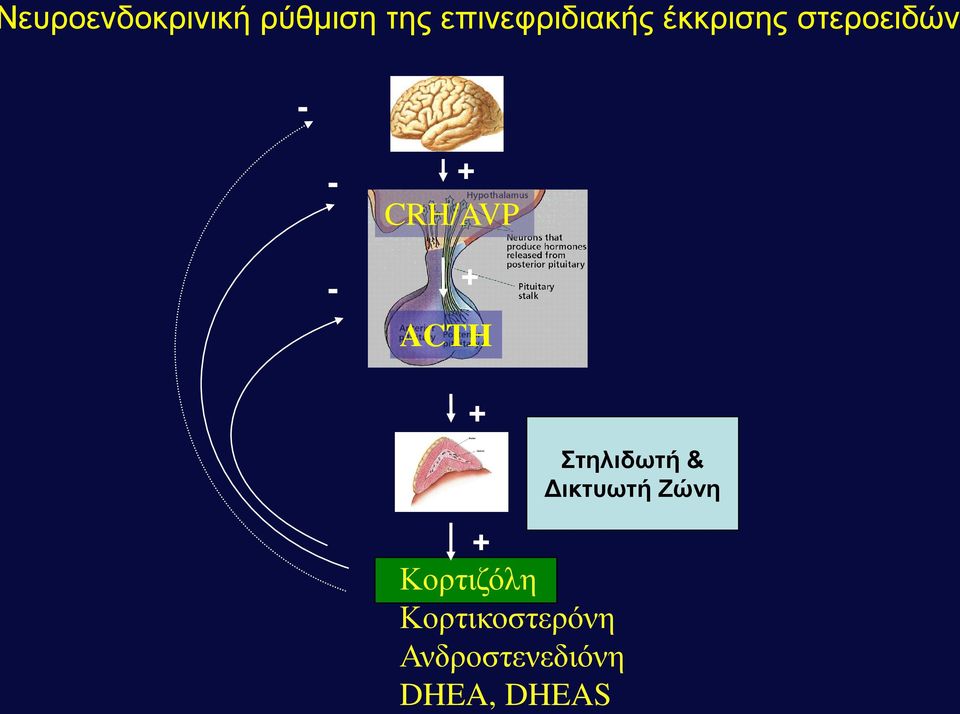 + CRH/AVP + ACTH + + Κορτιζόλη