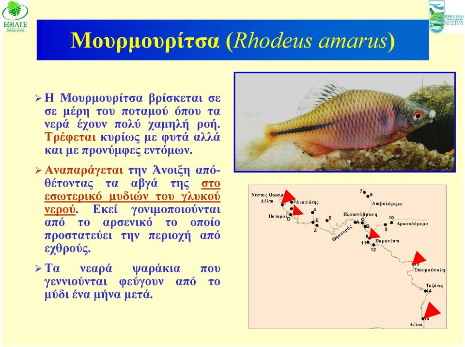 Εκεί γονιμοποιούνται από το αρσενικό το οποίο προστατεύει την περιοχή από εχθρούς.