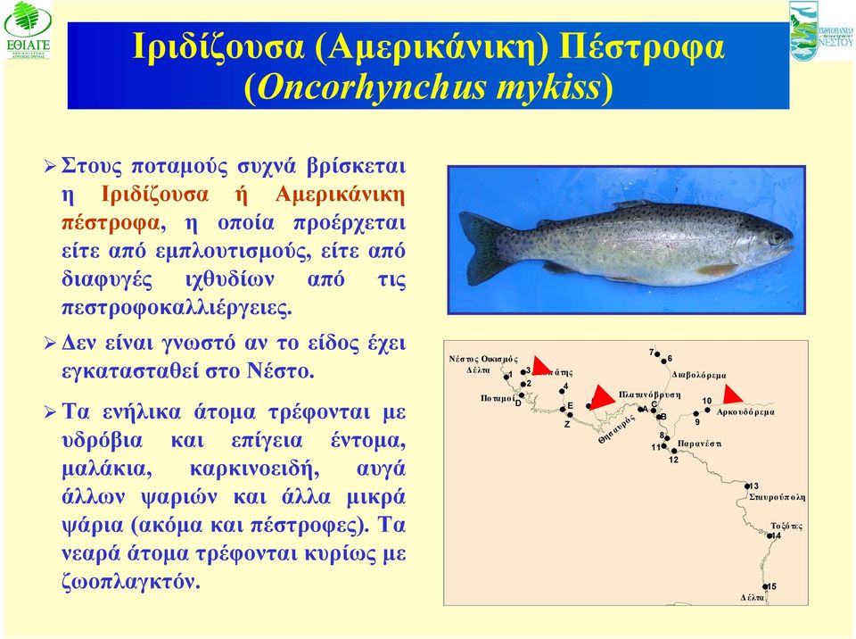 Τα ενήλικα άτομα τρέφονται με υδρόβια και επίγεια έντομα, μαλάκια, καρκινοειδή, αυγά άλλων ψαριών και άλλα μικρά ψάρια (ακόμα και πέστροφες).