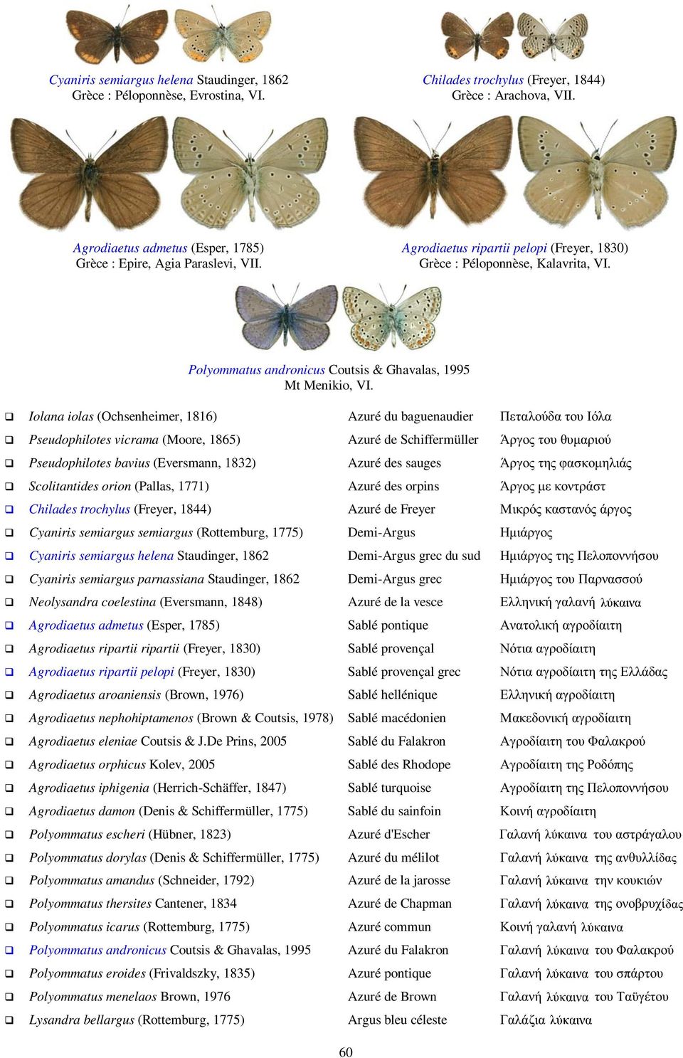 Polyommatus andronicus Coutsis & Ghavalas, 1995 Mt Menikio, VI.