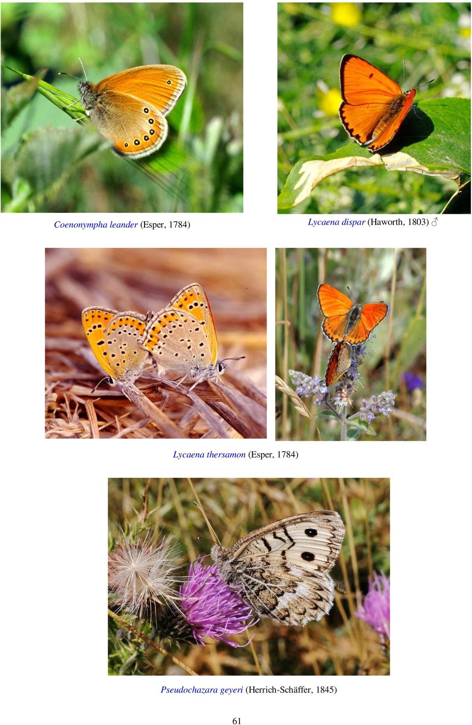 Lycaena thersamon (Esper, 1784)