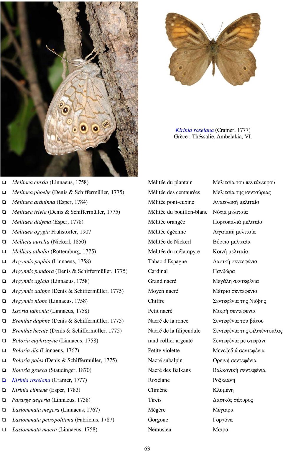 ogygia Fruhstorfer, 1907 Mellicta aurelia (Nickerl, 1850) Mellicta athalia (Rottemburg, 1775) Argynnis paphia (Linnaeus, 1758) Argynnis pandora (Denis & Schiffermüller, 1775) Argynnis aglaja