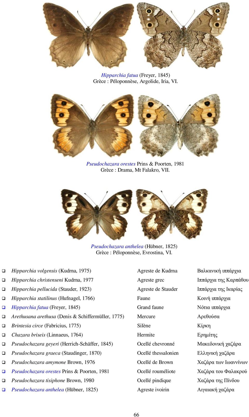 Hipparchia volgensis (Kudrna, 1975) Agreste de Kudrna Βαλκανική ιππάρχια Hipparchia christenseni Kudrna, 1977 Agreste grec Ιππάρχια της Καρπάθου Hipparchia pellucida (Stauder, 1923) Agreste de