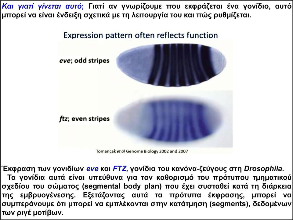 Τα γονίδια αυτά είναι υπεύθυνα για τον καθορισμό του πρότυπου τμηματικού σχεδίου του σώματος (segmental body plan) που έχει συσταθεί