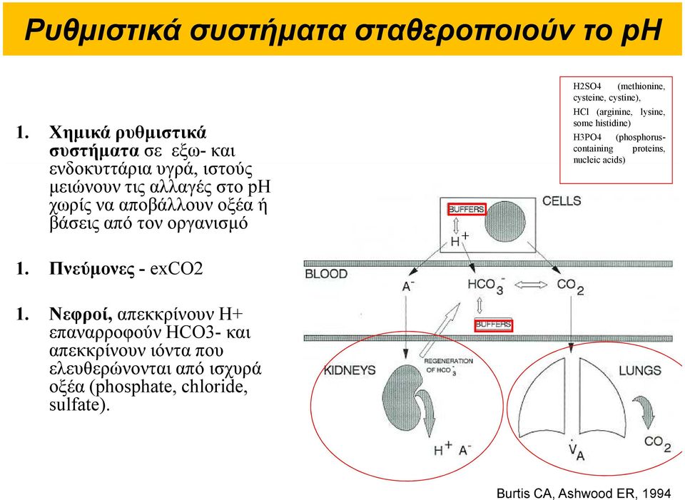 βάσεις από τον οργανισµό H2SO4 (methionine, cysteine, cystine), HCl (arginine, lysine, some histidine) H3PO4