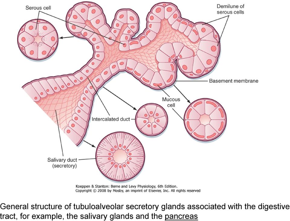 associated with the digestive