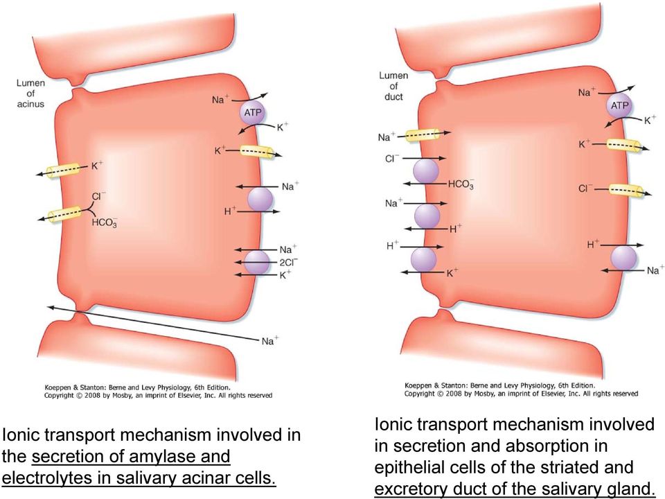 Ionic transport mechanism involved in secretion and