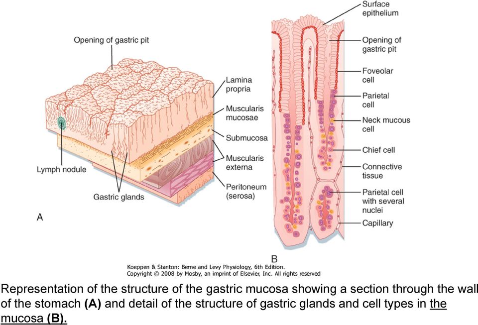the stomach (A) and detail of the structure of