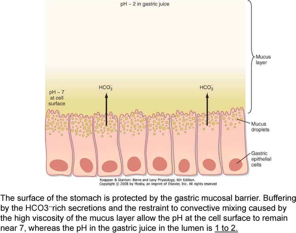 mixing caused by the high viscosity of the mucus layer allow the ph at the