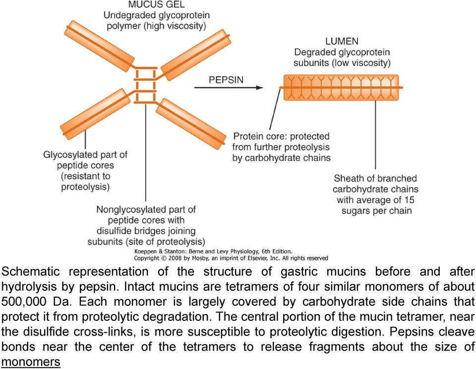 Each monomer is largely covered by carbohydrate side chains that protect it from proteolytic degradation.