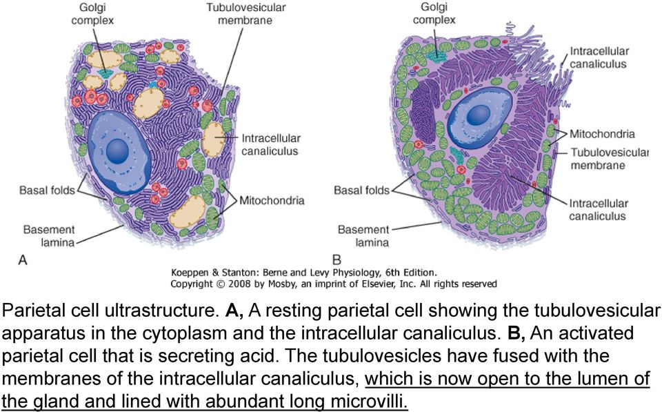 intracellular canaliculus. B, An activated parietal cell that is secreting acid.