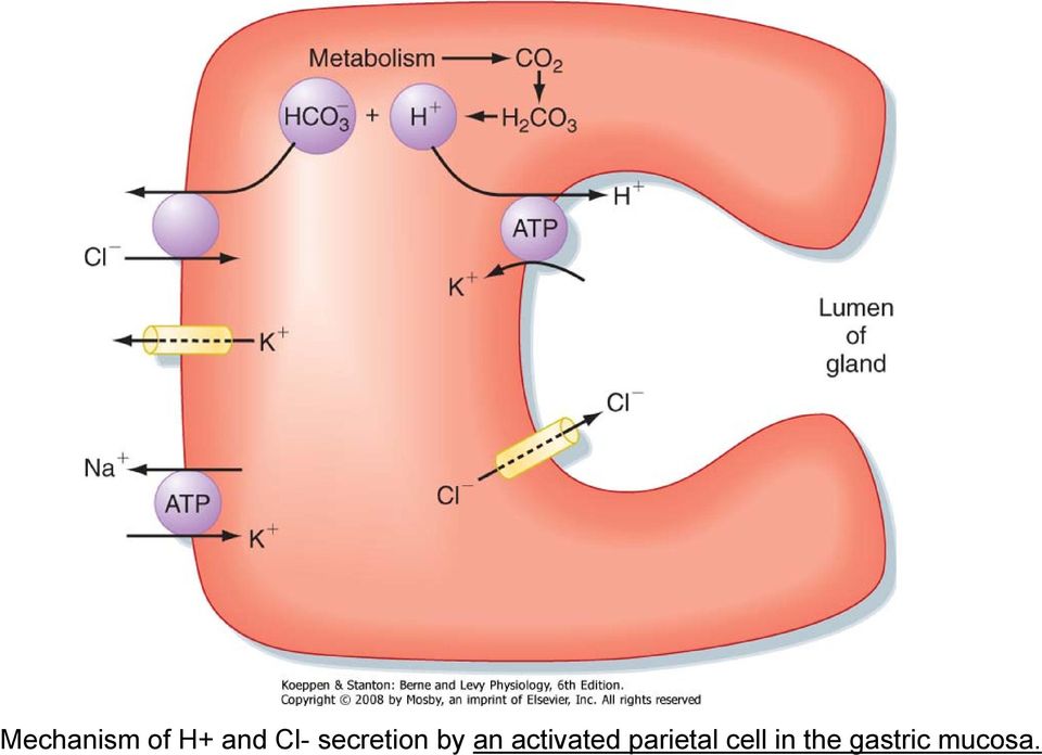 activated parietal