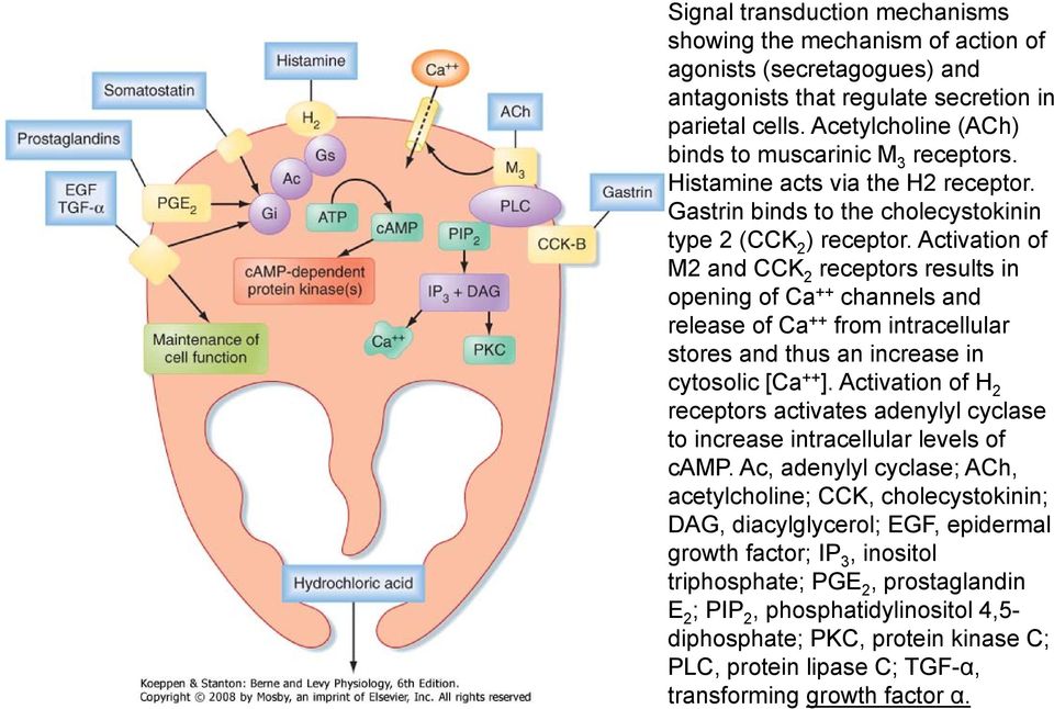 Activation of M2 and CCK 2 receptors results in opening of Ca ++ channels and release of Ca ++ from intracellular stores and thus an increase in cytosolic [Ca ++ ].