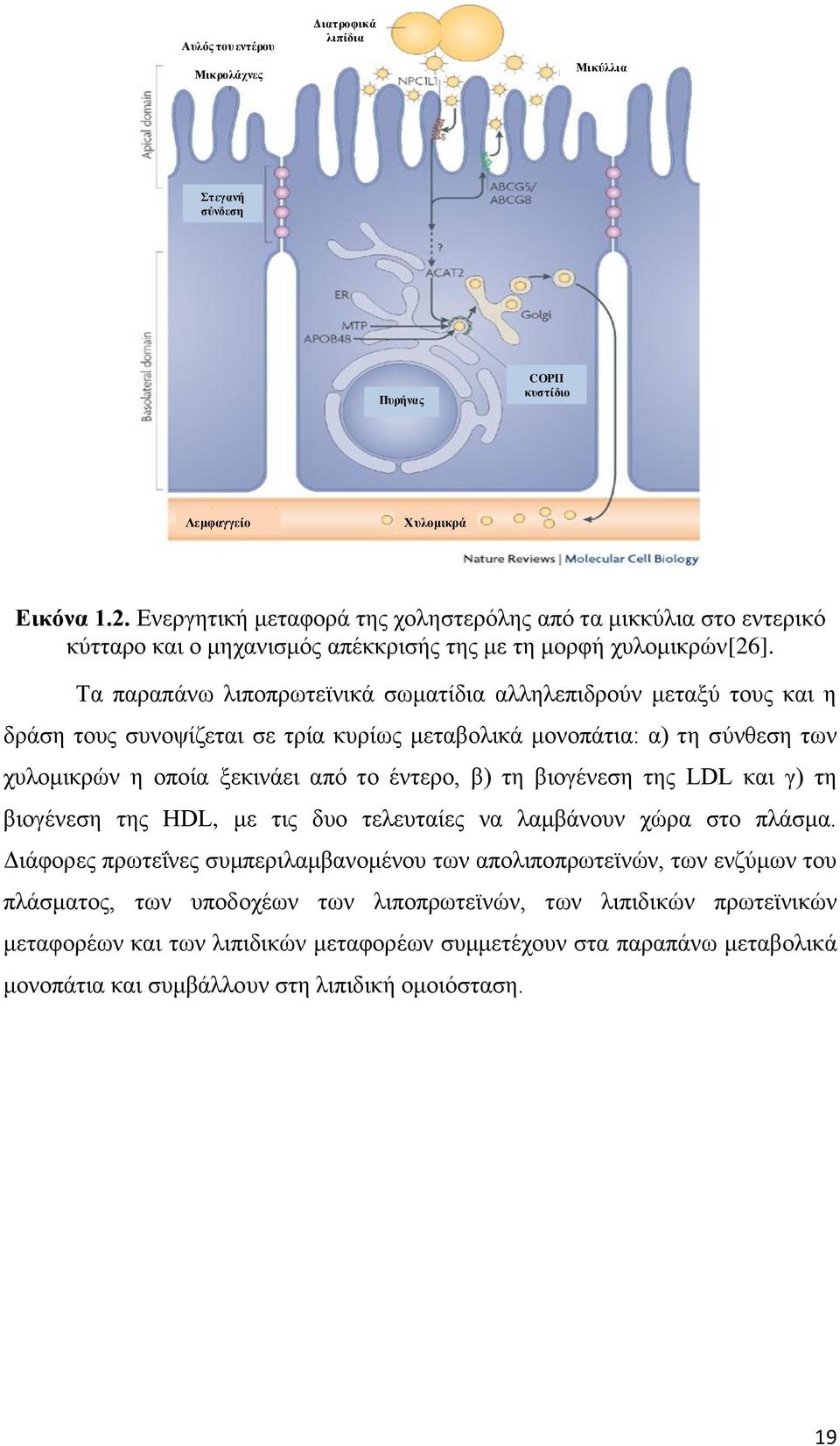 Τα παραπάνω λιποπρωτεϊνικά σωματίδια αλληλεπιδρούν μεταξύ τους και η δράση τους συνοψίζεται σε τρία κυρίως μεταβολικά μονοπάτια: α) τη σύνθεση των χυλομικρών η οποία ξεκινάει από το έντερο, β) τη