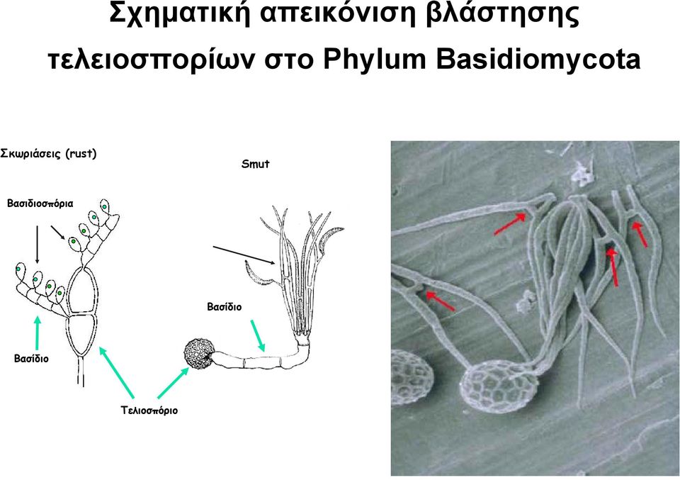 Basidiomycota Σκωριάσεις (rust) Smut