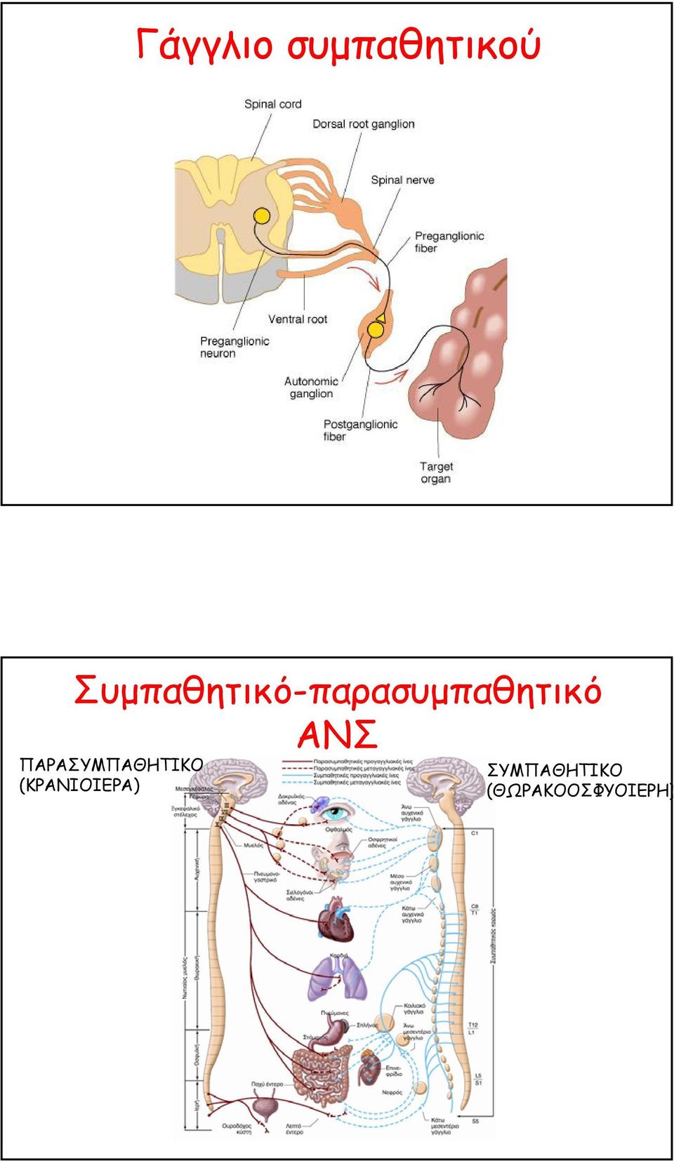 ΑΝΣ ΠΑΡΑΣΥΜΠΑΘΗΤΙΚΟ