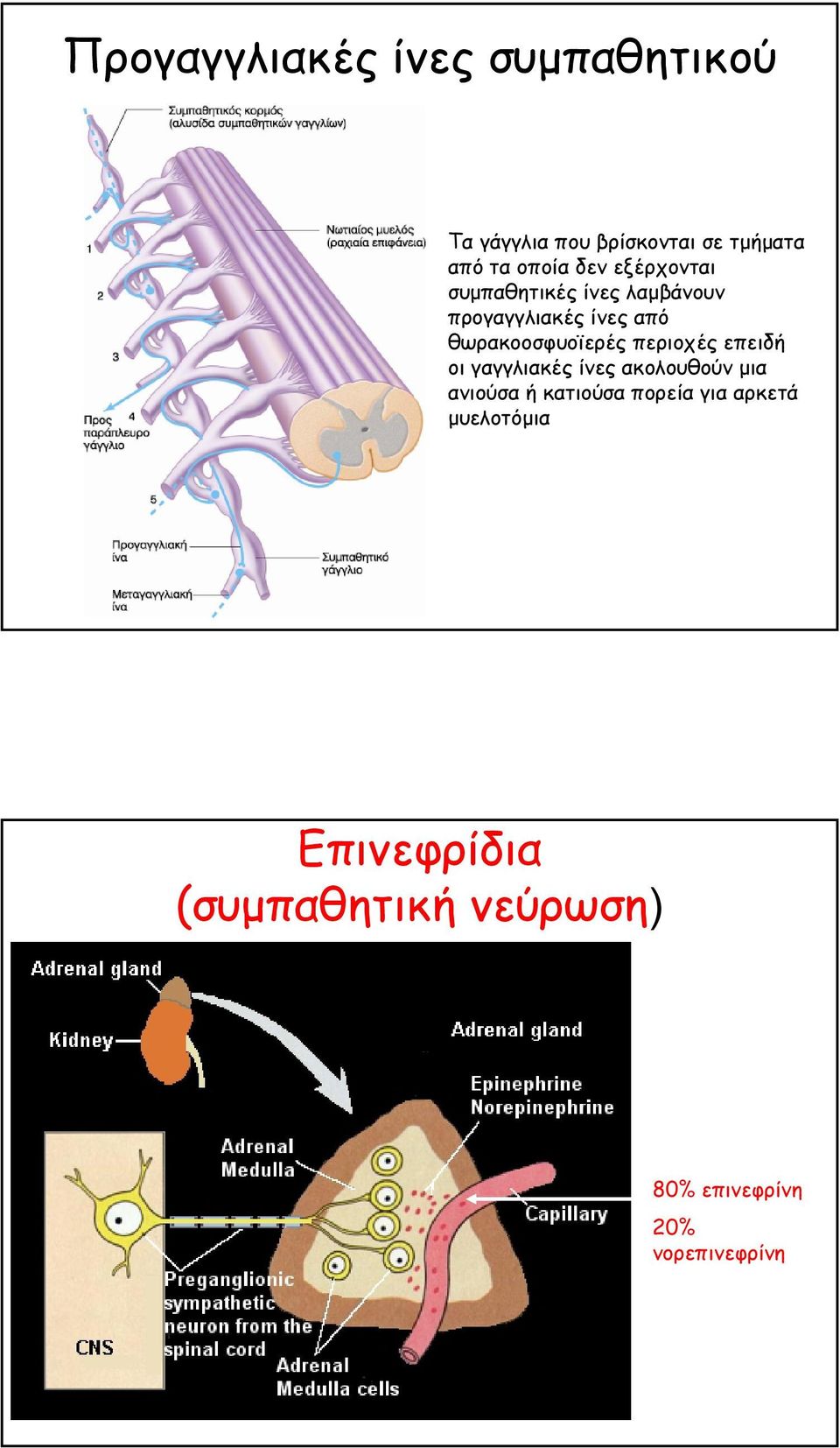 περιοχές επειδή οι γαγγλιακές ίνες ακολουθούν µια ανιούσα ή κατιούσα πορεία για